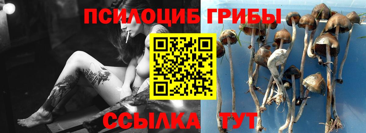 Псилоцибиновые грибы Psilocybine cubensis Гусь-Хрустальный